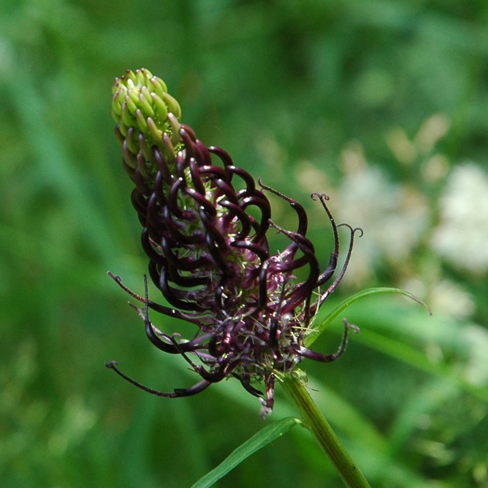 Quale Phyteuma (scorzonerifolium, nigrum,..)?  Phyteuma ovatum